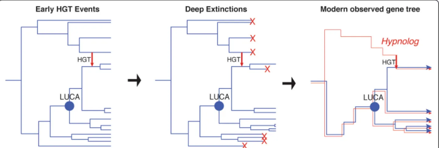 Figure 5 Hypnologs. HGT from ancient lineages that diverge before LUCA into the ancestors of extant lineages produce a unique phylogenetic signal within gene families