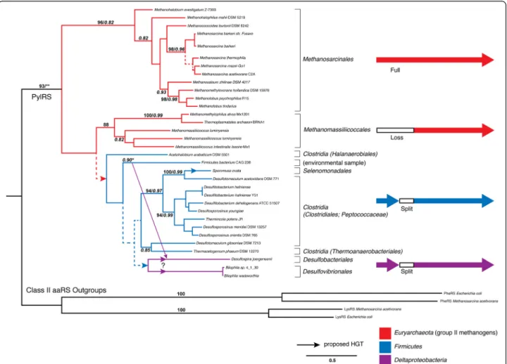 Figure 1 Maximum-likelihood (ML) tree of known PylRS homologs. Branch colors depict the taxonomy of PylRS lineages, with Euryarchaeota (red), Firmicutes (blue) and Deltaproteobacteria (magenta)