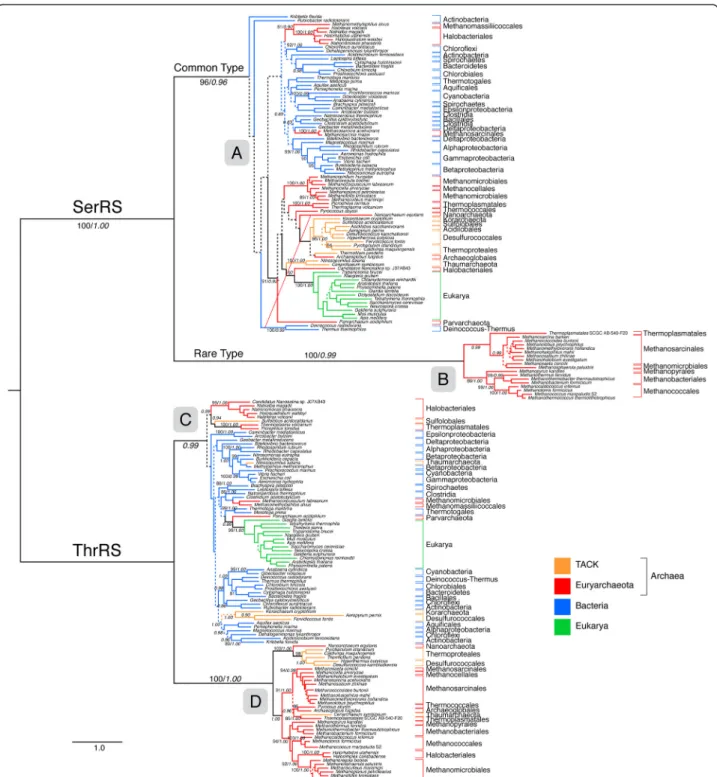 Figure 2 ML tree showing the common and rare types of SerRS and ThrRS. Branch colors depict Euryarchaeota (red), TACK groups (Thaumarchaeota, Crenarchaeota, Korarchaeota) (orange), Bacteria (blue) and Eukarya (green)