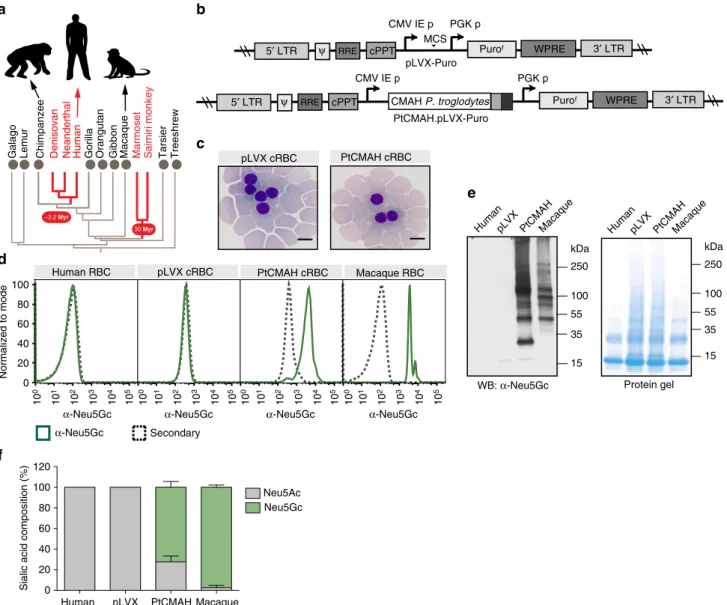 Figure 1 | Expression of chimpanzee CMAH in human red blood cells (RBCs) introduces the non-human sialic acid variant Neu5Gc on the cell surface.