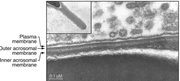 Figure 1. Electron photomicrographs showing Chinese hamster epididymosomes surrounding the plasma membrane of a spermatozoon