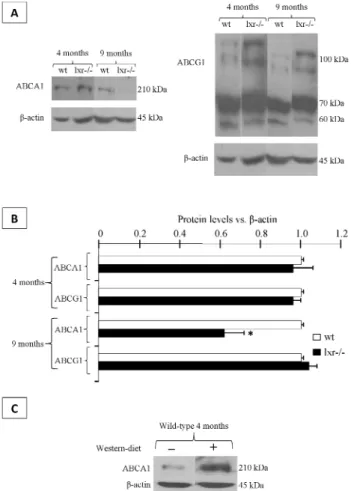 Fig. 3. abca1 is transcriptionally down-regulated in 9-month old LXR-/- animals. Relative expression level of abca1 mRNAs in caput epididymides of 4- and 9-month-old wild-type and  LXR-/-mice