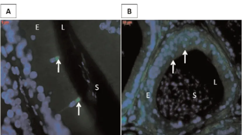 Fig. 4. ABCA1 is lost in the apical cells of the proximal epididymis. ABCA1 immunofluorescence staining in proximal caput epididymidis from wild-type (A) and LXR-/- (B) mice at 4 months of age