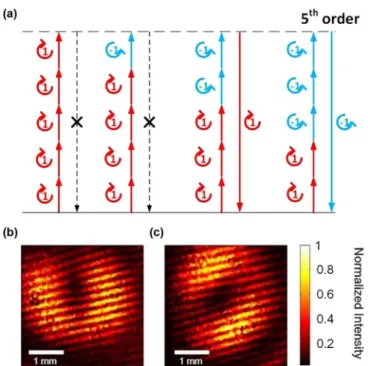 FIG. 2. Control of OAM on fifth-order harmonics by selection rules of SAM. (a) The allowed and forbidden transitions in  multi-photon process plotted in the energy diagram