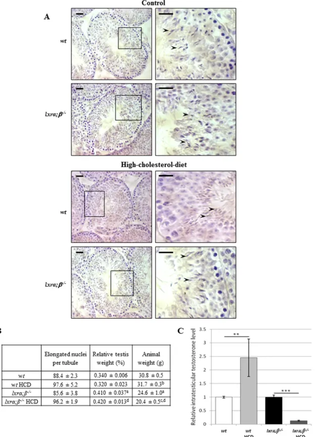 Figure 2. Testicular function in high-cholesterol diet fed young mice. A. Paraffin sections of testis from wt (upper panel) and lxra;b2/2 (lower panel) 4-month-old mice fed a control and high-cholesterol diet, respectively, were stained by Mayer’s haematox