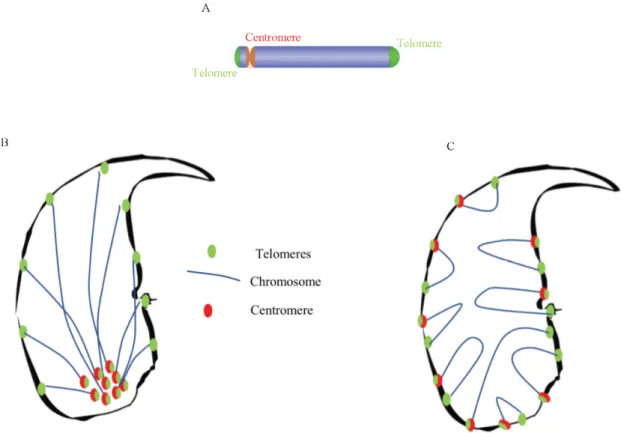 Figure 5. Schematic representation of the proposed models of telomere and centromere organization  within murine sperm nuclei