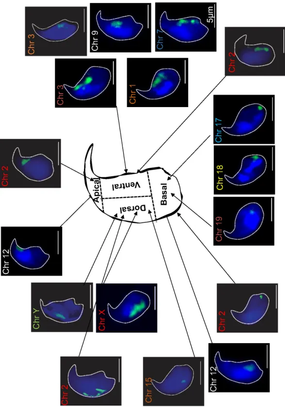 Figure 1. Chromosome mapping in WT mouse sperm nucleus. Schematic representation of a wild- wild-type (WT) mouse sperm nucleus, arbitrarily divided into four regions (apical, dorsal, ventral, and  basal)