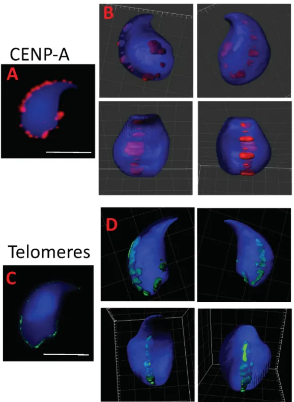 Figure 2. Representative image of telomere and centromere positions in WT mouse sperm nucleus