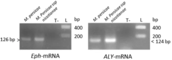 Figure 1. Detection of ALY- and Eph-mRNA in M. persicae (Sulzer) or in M. persicae ssp