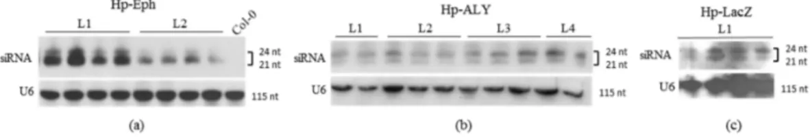 Figure  2. Small  interfering  RNA  (siRNA)  detection  in  A. thaliana (a) Hp‐Eph;  (b)  Hp‐ALY  and  (c)  Hp‐LacZ. Total RNA was extracted from four‐week old seedlings of the T1 progeny of transgenic A. 