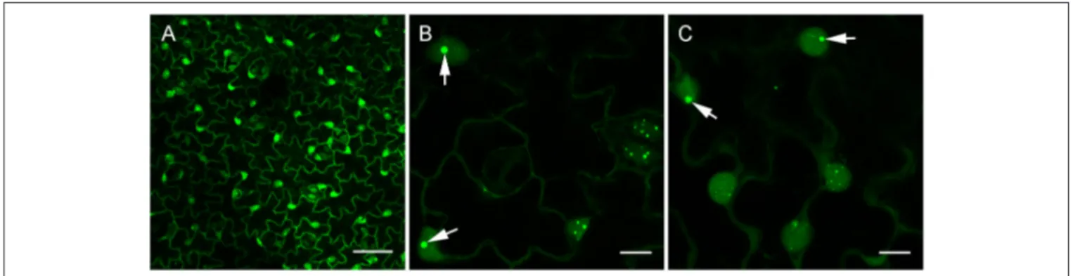 FIGURE 4 | Confocal imaging of healthy dsRNA reporter N. benthamiana. Leaves from healthy dsRNA reporter N