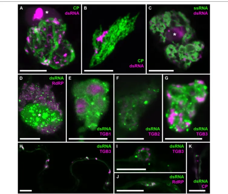 FIGURE 8 | Co-localization of dsRNA with components of PVX infection. B2:RFP (A–C) or B2:GFP (D–K) dsRNA reporter in PVX-infected cells