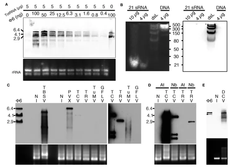 FIGURE 2 | Specific detection of dsRNA by northwestern blotting. (A) B2 was tested by northwestern blotting (upper panel) for its capacity to specifically recognize dsRNA