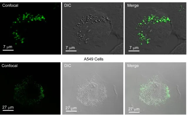 Figure 2. PCAuNPs internalize and form vesicular bodies in C2C12 and A549 cells. 