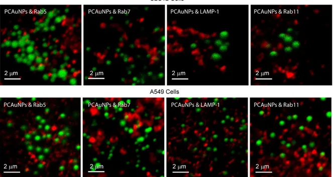 Figure  3.  Endocytic  marked  compartments  containing  phospholipid-coated  gold  nanoparticles  in  C2C12 and A549 cells