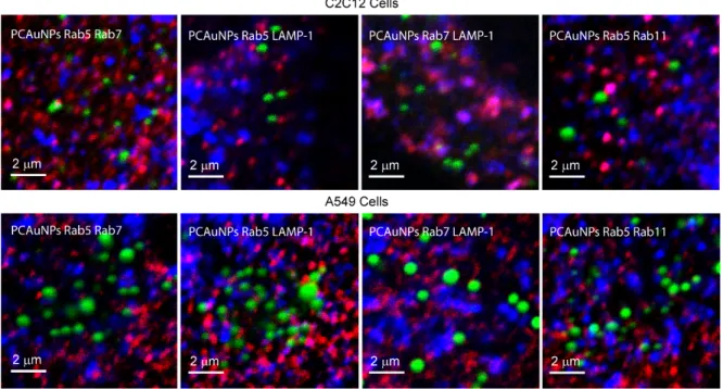 Table 2. shows the fraction of individual marked compartments, or endosomes, that contain  PCAuNPs