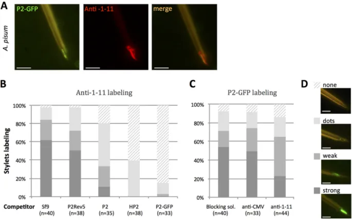 FIG 4 CaMV protein P2 and anti-1-11 IgGs colocalize in and compete for the acrostyle. (A) Coincubation of P2-GFP and anti-1-11 antibody with A