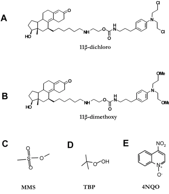 Figure 2.1  The chemical  structures of interest