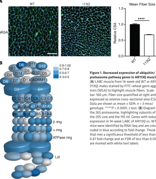 Figure 1. Decreased expression of ubiquitin/ 