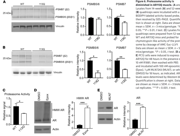 Figure 6. Proteasome activity is  diminished in AR113Q muscle. (A and B)  Lysates from 14-week (A) and 52-week  (B) quadriceps were incubated with a  BODIPY-labeled activity-based probe,  then resolved by SDS-PAGE