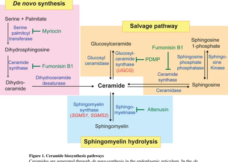 Figure 1. Ceramide biosynthesis pathways