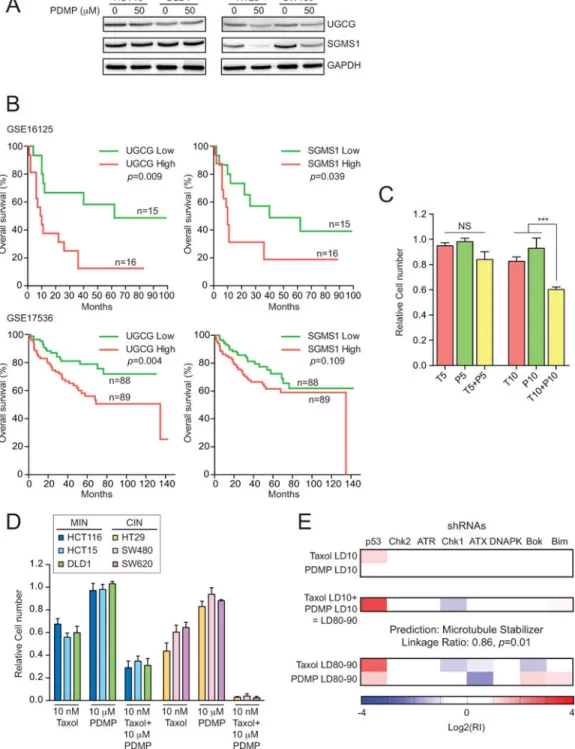 Figure 7. Effects of altering ceramide levels on cancer development and treatment