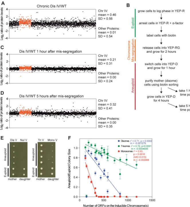 Figure 1. The proteome rapidly adjusts to changes in gene dosage