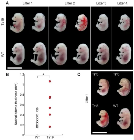Figure 7. Non-genetic individuality in trisomic mice