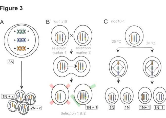 Figure  3:  Generating  aneuploid  Saccharomyces  cerevisiae  strains  (Adapted  from (Siegel  and Amon  2012))