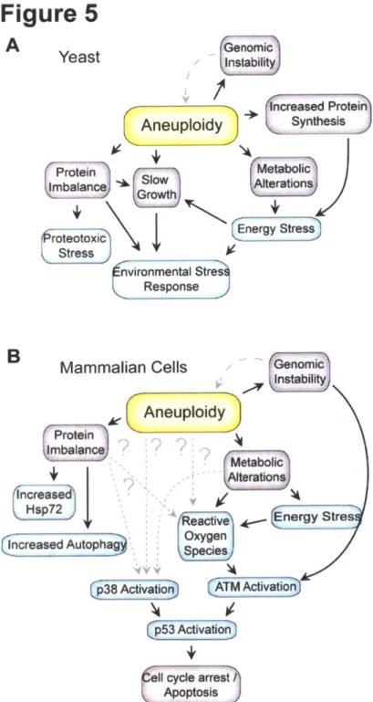 Figure  5:  Observed  characteristics  of  aneuploid  cells  in  yeast  (a)  and  mammalian cells  (b)