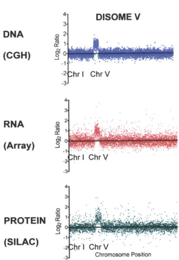 Figure 6:  DNA,  mRNA  and  protein levels  in yeast  disomic  for chromosome  V  (Data from Torres et al 2007).