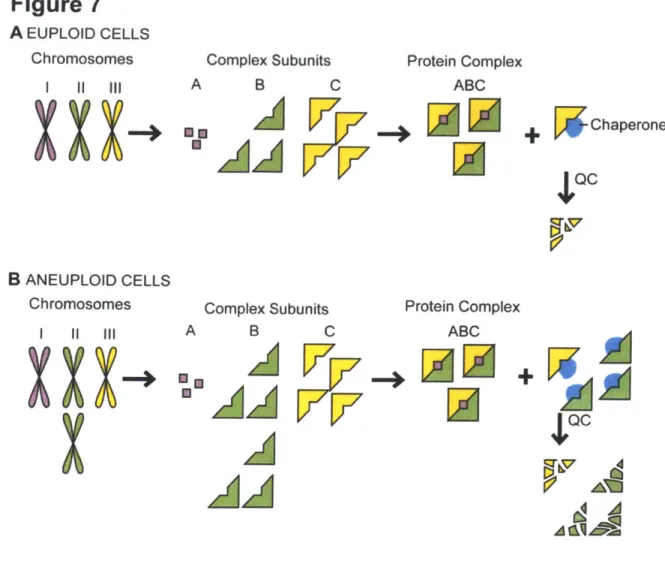 Figure  7 A EUPLOID  CELLS Chromosomes I  lA X B ANEUPLOID  CELLS Chromosomes 1  11  111  A