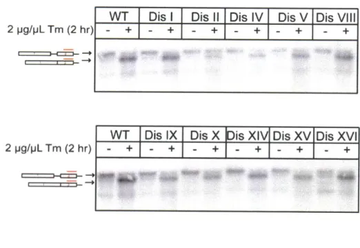 Figure 4: The  Unfolded  Protein Response  (UPR) in disomic yeast  strains.