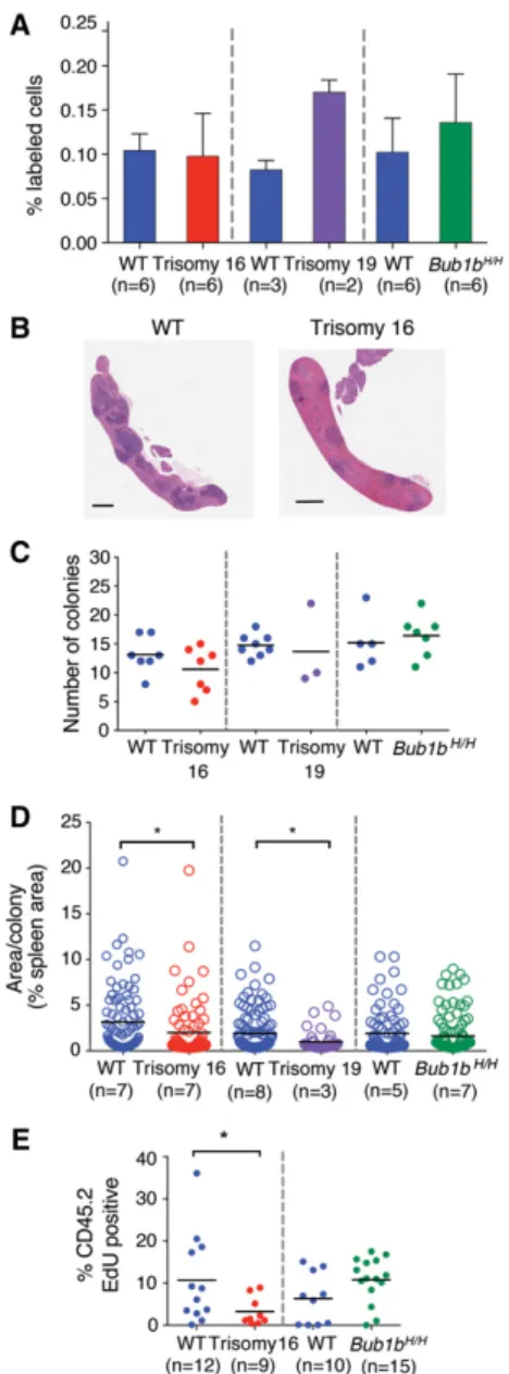Figure 2. Proliferation but not homing ability is reduced in tris- tris-omy 16 and tristris-omy 19 reconstitutions