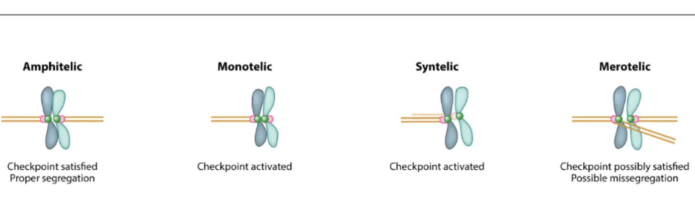 Figure 2. Types of kinetochore-microtubule attachments (adapted from Knouse et al.,  2017) 