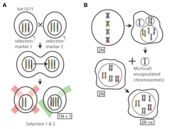 Figure 3. Models of aneuploidy used in this thesis (adapted from (Siegel and Amon, 2012)) 