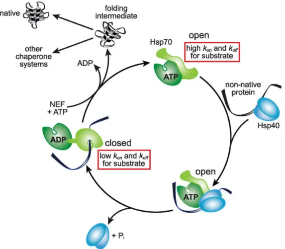 Figure 4. HSP70 conformation cycles are driven by ATP hydrolysis (adapted from (Balchin  et al., 2016)) 