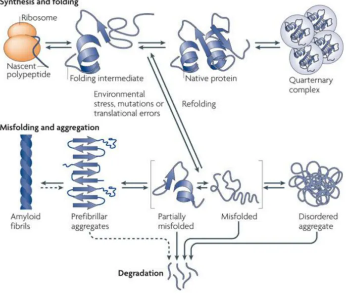 Figure 5. Protein folding and aggregation (adapted from (Tyedmers et al., 2010))  Protein folding begins at the ribosome as nascent chains adopt three dimensional structures,  resulting in the formation of native proteins