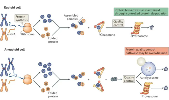 Figure 7. An imbalanced proteome causes proteotoxic stress (adapted from (Santaguida 