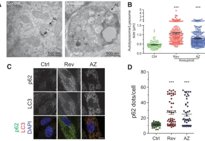 Figure 4. Autophagosomal proteins are not cleared within lysosomes. (A,B) RPE-1 cells were grown as in Figure 1C and analyzed 48 h after chromosome missegregation