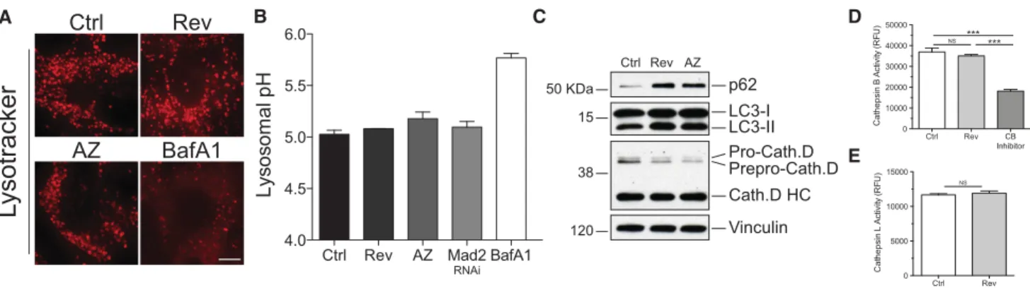 Figure 6. Lysosomal enzymes are functional in aneuploid cells. (A) RPE-1 cells were grown as described in Figure 1C