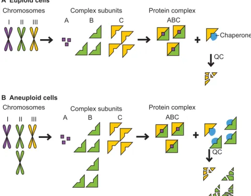 Fig. 1. Aneuploidy causes proteotoxic stress. (A) Cells use protein quality-control (QC) and feedback mechanisms to maintain subunit stoichiometries of complexes whose subunits are encoded by different