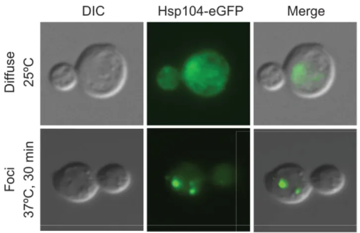 Fig. 2. Protein aggregates marked by Hsp104. Example of Hsp104 foci that form in budding yeast cells, imaged by differential interference contrast (DIC) and fluorescence microscopy, upon increasing protein misfolding