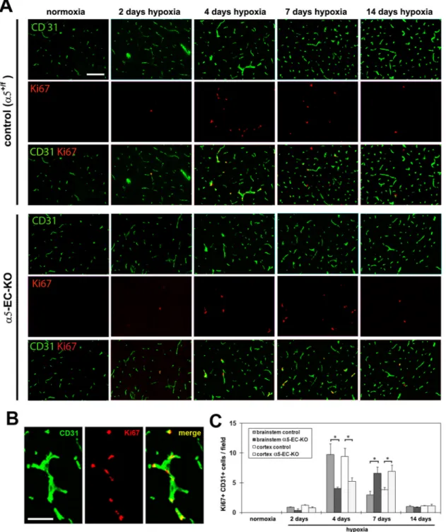 Figure 3. Delayed and reduced BEC proliferation during the angiogenic response to cerebral hypoxia in α5-EC-KO mice