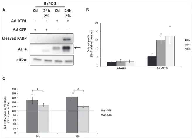 Figure 6: The overexpression of ATF4 in BXPC-3 induces cell death and reduces cell proliferation during amino acid  deprivation