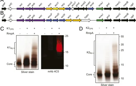 Fig. 1. RmpA enhances expression of the K1 and K2 glycans in E. coli CLM37. (A) The K