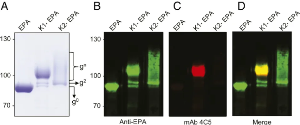Fig. 3. K1-EPA and K2-EPA bioconjugate vaccines. (A) Coomassie-stained image of purified EPA, K1-EPA, and K2-EPA