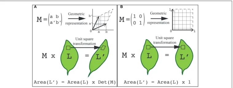 FIGURE 4 | Using transformations to quantify shape. The points on the surface of an object can be represented with defined coordinates
