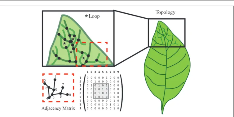 FIGURE 7 | Topology characterizes the relationship between features. In this leaf vein example, features are defined as the junction of branches (black dots).