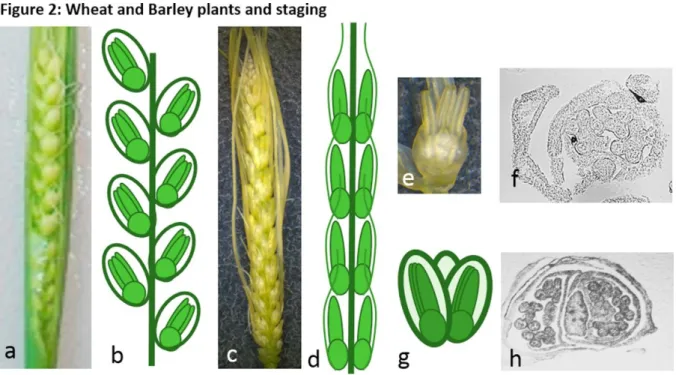 Figure 2: Wheat and Barley plants and staging 